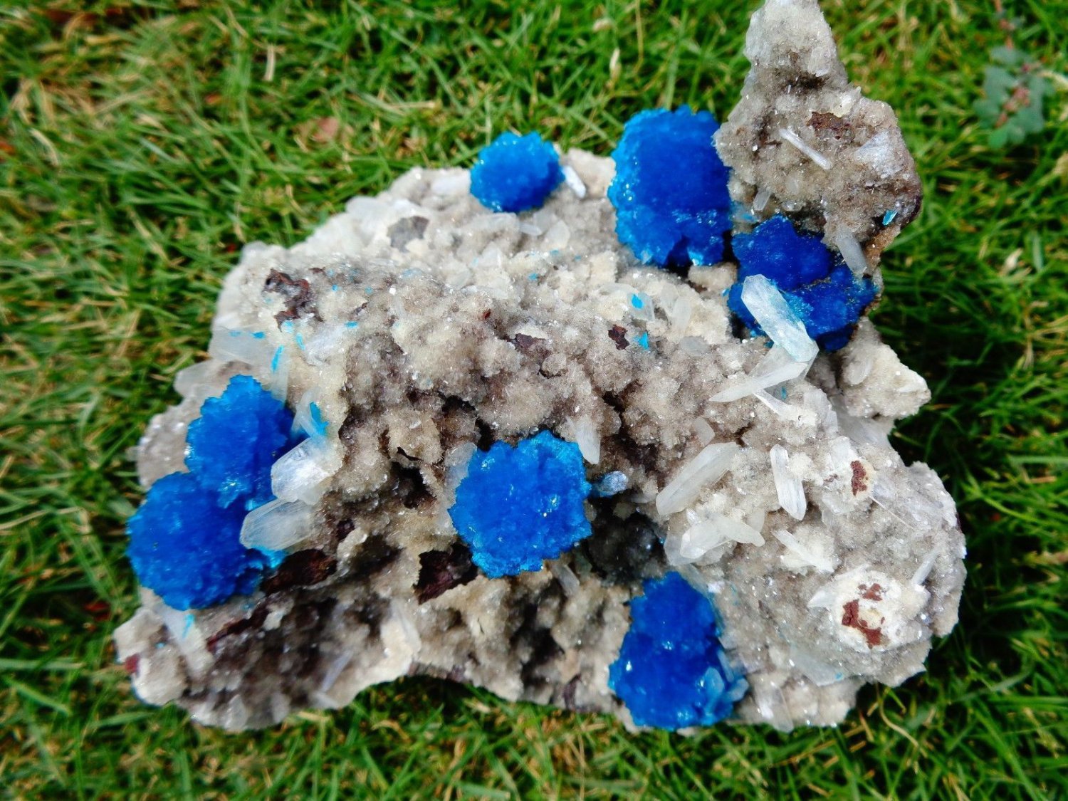 FABULOUSLY RICH MULTI CAVANSITE CRYSTALS WITH STILBITE ON MATRIX C#03