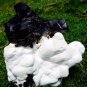 NEWLY FIND BLACK CALCITE ON WHITE MORDENITE NICE COMBINATION #S-311