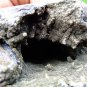 BLACK GEODE MINERAL SPECIMEN # A-3