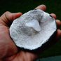 HEULANDITE ON WHITE MINERAL SPECIMEN # B-5