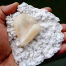 STILBITE BLADE ON WHITE MATRIX  B# -6