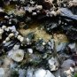 APOPHYLLITE MARSHY ON MINERAL SPECIMEN !!! G-1