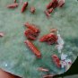 STILBITE RED BLADE BUNCH ON CHALCEDONY  !!!L-6