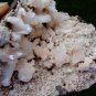 STILBITE WITH HEULANDITE ON MINERAL SPECIMEN # L-5