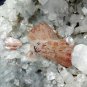 APOPHYLLITE WITH RED STILBITE ON MINERAL SPECIMEN # G-4