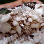 HEULANDITE WITH STILBITE GEODE MINERAL SPECIMEN #L-2