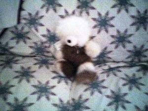Alpaca Fur Bear 16 inchs