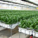 Hydroponics Aquaponics Aquaculture Soilless Growth Guide ebooks videos on DVD