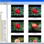 Photo Printer Software Slideshow Organize Edit Bulk Resize Rename Windows 10 PC