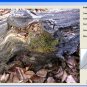 Photo Printer Software Slideshow Organize Edit Bulk Resize Rename Windows 10 PC