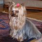 Yorkshire Terrier Ring, Silver Yorkie Made Of Sterling Silver, Adjustable Ring