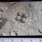 Nest of Bird Eggs on beach surrounded by seashells- unused
