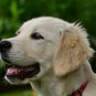 Puppy Dog Golden Retriever Drop Earrings Women Jewelry Dog Lover