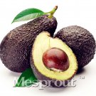 10pcs New Rare Green Avocado Seed Very Delicious Pear Fruit Seed
