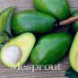 10pcs New Rare Green Avocado Seed Very Delicious Pear Fruit Seed