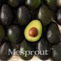 10pcs New Rare Green Avocado Seed Very Delicious Pear Fruit Seed