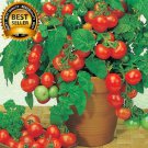 Bonsai Tomato seeds Mini Cherry Potted Fruit Vegetable Organic Fresh Tomato