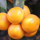 30pcs Edible Fruit Mandarin Bonsai Tree Seeds, Citrus seed Bonsai Orange Seeds