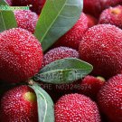 5PCS Myrica Rubra Seeds,Chinese Red Bayberry Myrica rubra succulent juicy fruit