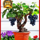 50pcs/bag Miniature Grape Vine Seeds PATIO SYRAH Vitis Vinifera Houseplant Seeds