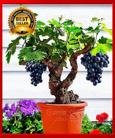 50pcs/bag Miniature Grape Vine Seeds PATIO SYRAH Vitis Vinifera Houseplant Seeds