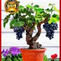 50pcs/bag Miniature Grape Vine Seeds PATIO SYRAH Vitis Vinifera Houseplant Seeds