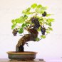 50pcs/bag Miniature Grape Vine Seeds PATIO SYRAH Vitis Vinifera Houseplant Seeds