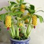 200 Pcs Very Rare Rainbow Banana Seeds outdoor Fruit Seeds For Home & Garden