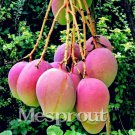 2PCS Rare Mango Seed Very Delicious Fruit Seed Very Easy Grow For Home Garden