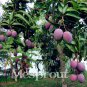 2PCS Rare Mango Seed Very Delicious Fruit Seed Very Easy Grow For Home Garden