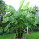 100pcs Very Rare Banana Seeds Fruit Seeds Rare Exotic Bonsai Banana Potted Gift