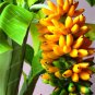 100pcs Very Rare Banana Seeds Fruit Seeds Rare Exotic Bonsai Banana Potted Gift