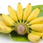 100pcs Very Rare Banana Seeds Fruit Seeds Rare Exotic Bonsai Banana Potted Gift