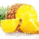 100pcs Pineapple Seeds Sweet Juicy Delicious Fruit Seeds Rare Exotic Bonsai