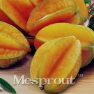 50pcs Carambola Seeds Star Fruit Seeds Rare Sementes Averrhoa Carambola Plant