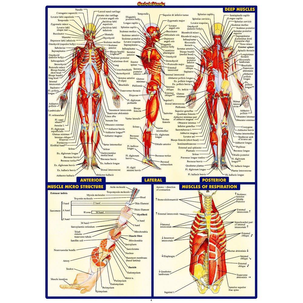 Human Anatomy System Muscles Map Poster Medical Science 32x24