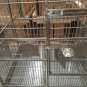 Stainless Steel Bird Parrot Macaw Breeder Extra Large 304 Cage, for Indoor or Outdoor