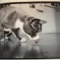Ernie A photographer's Memoir by Tony Mendoza PB 1994 Capra cm1094