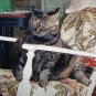 Fat Cat in the Rocking Chair Jenny Wolpert manipulated image art print double matted signed cm1466
