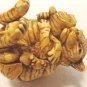 Netsuki-like lidded box cat hugging kitten sepia tone unknown material cm1499