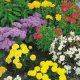 Seeds - Flowers