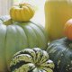 Seeds - Pumpkin & Squash