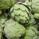 ARTICHOKE - GREEN GLOBE. 25 Seeds. # G068-25.