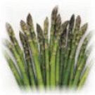 ASPARAGUS - MARY WASHINGTON. 25 Seeds. # G070-25.