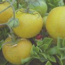 TOMATO - WAPSIPINICON PEACH. 20 Seeds. # G450-20.