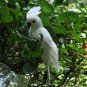 Realistic Parrot Ornament Birds Imitation Animal Outdoor Garden Lawn Tree Decor White