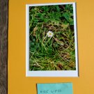 Nature flower copy reprint 8x10 unframed Nature flower copy reprint 8x10 unframed