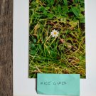Nature flower reprint 8x10 unframed Digital photo Nature flower reprint 8x10 unframed Digital photo