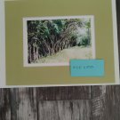 Nature New York are so pretty 5x7 copy reprint unframed Mattboad included