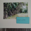 Nature New York are so pretty 5x7 copy reprint unframed digital photo